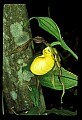 01110-00018-Yellow Lady's Slippers.jpg