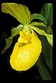 01110-00019-Yellow Lady's Slippers.jpg