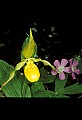 01110-00020-Yellow Lady's Slippers.jpg