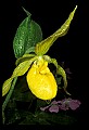 01110-00021-Yellow Lady's Slippers.jpg