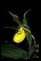 01110-00022-Yellow Lady's Slippers.jpg