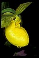 01110-00023-Yellow Lady's Slippers.jpg
