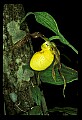 01110-00024-Yellow Lady's Slippers.jpg