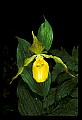 01110-00025-Yellow Lady's Slippers.jpg
