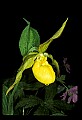 01110-00026-Yellow Lady's Slippers.jpg