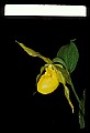 01110-00027-Yellow Lady's Slippers.jpg