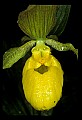 01110-00028-Yellow Lady's Slippers.jpg