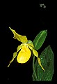 01110-00029-Yellow Lady's Slippers.jpg
