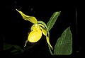 01110-00030-Yellow Lady's Slippers.jpg