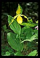 01110-00031-Yellow Lady's Slippers.jpg