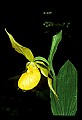 01110-00032-Yellow Lady's Slippers.jpg