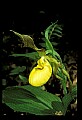 01110-00033-Yellow Lady's Slippers.jpg