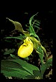 01110-00034-Yellow Lady's Slippers.jpg