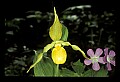 01110-00035-Yellow Lady's Slippers.jpg