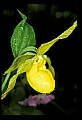 01110-00036-Yellow Lady's Slippers.jpg
