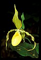 01110-00037-Yellow Lady's Slippers.jpg