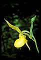 01110-00038-Yellow Lady's Slippers.jpg