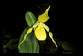 01110-00039-Yellow Lady's Slippers.jpg