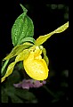 01110-00040-Yellow Lady's Slippers.jpg
