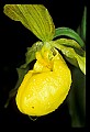 01110-00041-Yellow Lady's Slippers.jpg