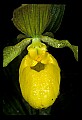 01110-00042-Yellow Lady's Slippers.jpg