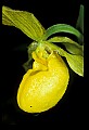 01110-00043-Yellow Lady's Slippers.jpg