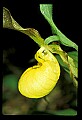 01110-00044-Yellow Lady's Slippers.jpg