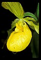 01110-00046-Yellow Lady's Slippers.jpg