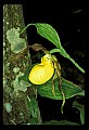 01110-00047-Yellow Lady's Slippers.jpg