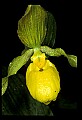 01110-00048-Yellow Lady's Slippers.jpg