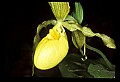 01110-00049-Yellow Lady's Slippers.jpg