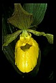 01110-00052-Yellow Lady's Slippers.jpg