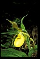 01110-00056-Yellow Lady's Slippers.jpg