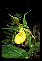 01110-00057-Yellow Lady's Slippers.jpg