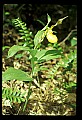 01110-00058-Yellow Lady's Slippers.jpg