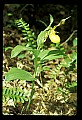 01110-00059-Yellow Lady's Slippers.jpg