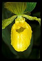 01110-00060-Yellow Lady's Slippers.jpg