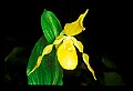 01110-00061-Yellow Lady's Slippers.jpg