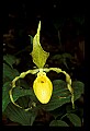 01110-00062-Yellow Lady's Slippers.jpg