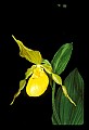 01110-00063-Yellow Lady's Slippers.jpg