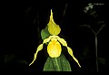 01110-00064-Yellow Lady's Slippers.jpg