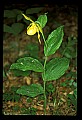01110-00065-Yellow Lady's Slippers.jpg