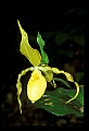 01110-00066-Yellow Lady's Slippers.jpg