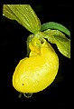 01110-00067-Yellow Lady's Slippers.jpg