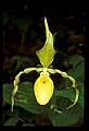 01110-00068-Yellow Lady's Slippers.jpg