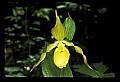 01110-00069-Yellow Lady's Slippers.jpg