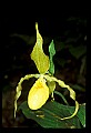 01110-00070-Yellow Lady's Slippers.jpg