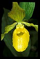 01110-00071-Yellow Lady's Slippers.jpg