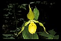 01110-00072-Yellow Lady's Slippers.jpg