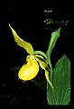 01110-00073-Yellow Lady's Slippers.jpg